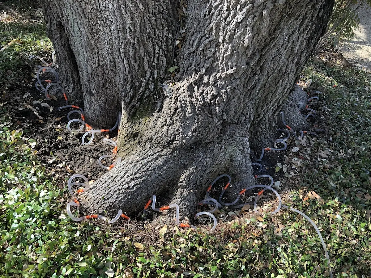 Detailed Tree Cabling and Bracing job site in East Wallingford