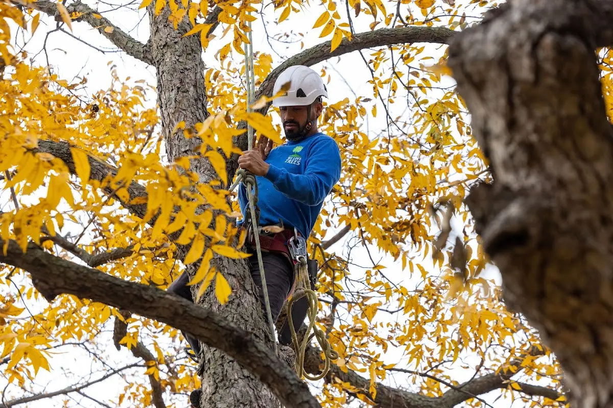 Skilled Tree Planting crew working in East Wallingford